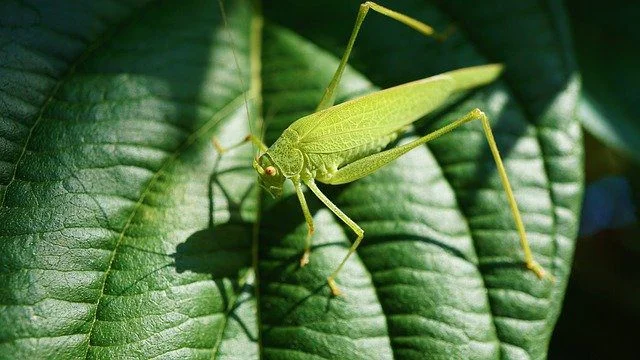 La biodiversidad es importante para la especie humana