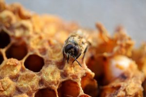 Abejas