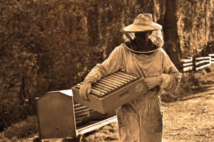 Abejas