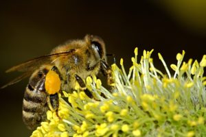 Seguridad alimentaria y biodiversidad